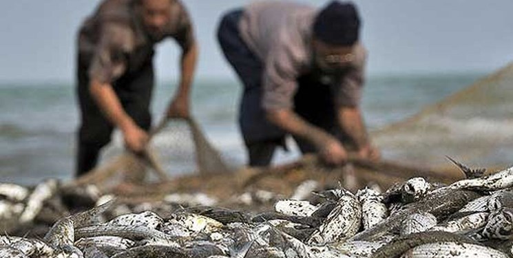 صید ۵۱۲ تن ماهی استخوانی از خزر