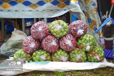بدء موسم قطاف الجنارك في محافظة كيلان شمال ايران