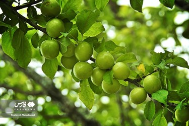 Harvest of Green Plum Trees in Northwest Iran