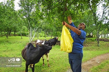 Harvest of Green Plum Trees in Northwest Iran