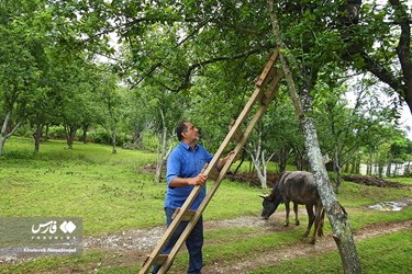 Harvest of Green Plum Trees in Northwest Iran