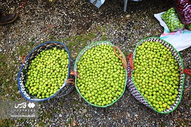Harvest of Green Plum Trees in Northwest Iran