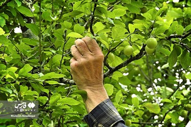 Harvest of Green Plum Trees in Northwest Iran