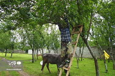 Harvest of Green Plum Trees in Northwest Iran