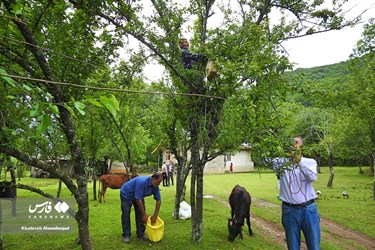 Harvest of Green Plum Trees in Northwest Iran
