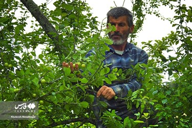 Harvest of Green Plum Trees in Northwest Iran