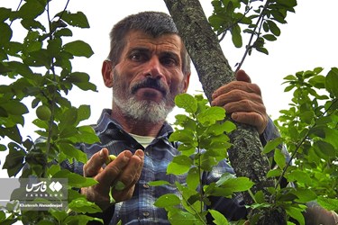 Harvest of Green Plum Trees in Northwest Iran