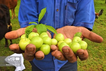 Harvest of Green Plum Trees in Northwest Iran