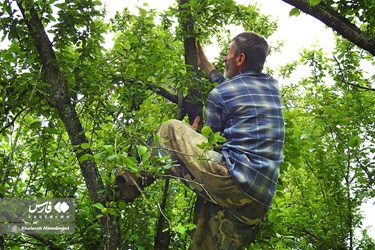 Harvest of Green Plum Trees in Northwest Iran