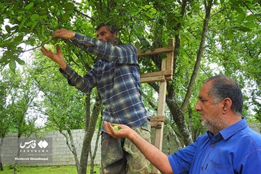 Harvest of Green Plum Trees in Northwest Iran