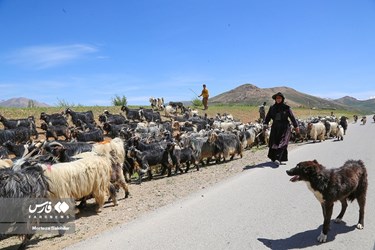 بدء الهجرة الموسمية لقبائل بختياري الرحل 