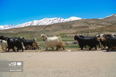 بدء الهجرة الموسمية لقبائل بختياري الرحل 