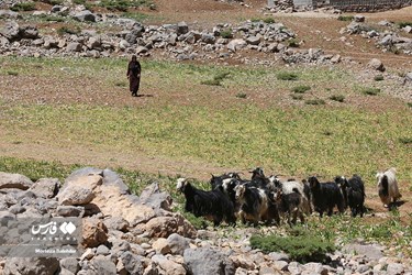 بدء الهجرة الموسمية لقبائل بختياري الرحل 