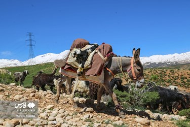 بدء الهجرة الموسمية لقبائل بختياري الرحل 