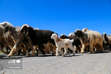 بدء الهجرة الموسمية لقبائل بختياري الرحل 
