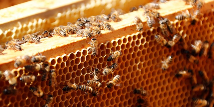 تولید سالانه یک هزار و 151 تن عسل در استان مرکزی