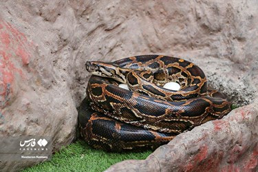 Iran: Python Snake Lays Eggs at Chamran Park, Alborz Province