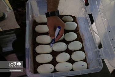 Iran: Python Snake Lays Eggs at Chamran Park, Alborz Province