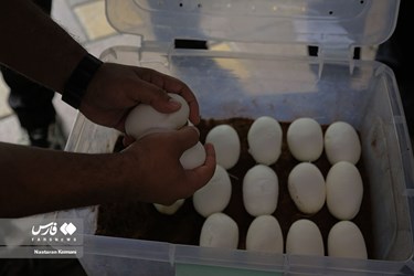 Iran: Python Snake Lays Eggs at Chamran Park, Alborz Province