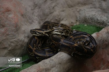 Iran: Python Snake Lays Eggs at Chamran Park, Alborz Province