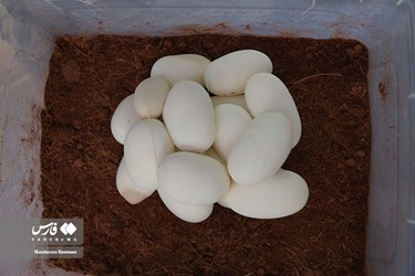 Iran: Python Snake Lays Eggs at Chamran Park, Alborz Province