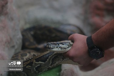Iran: Python Snake Lays Eggs at Chamran Park, Alborz Province