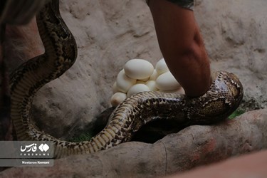 Iran: Python Snake Lays Eggs at Chamran Park, Alborz Province