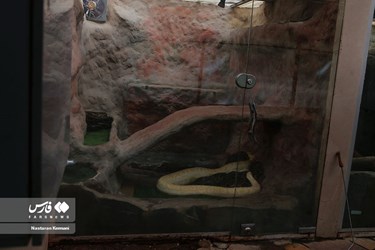 Iran: Python Snake Lays Eggs at Chamran Park, Alborz Province