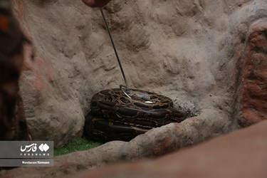 Iran: Python Snake Lays Eggs at Chamran Park, Alborz Province