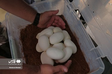 Iran: Python Snake Lays Eggs at Chamran Park, Alborz Province