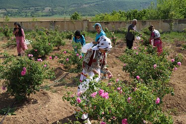 برداشت گل محمدی در