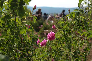 برداشت گل محمدی در