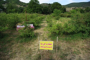 برداشت گل محمدی در