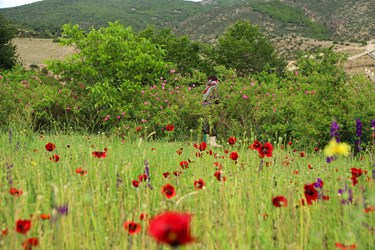 برداشت گل محمدی در