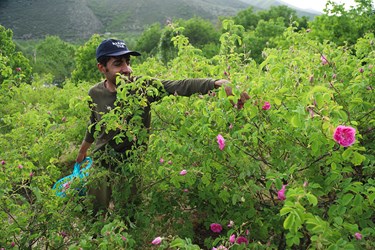 برداشت گل محمدی در