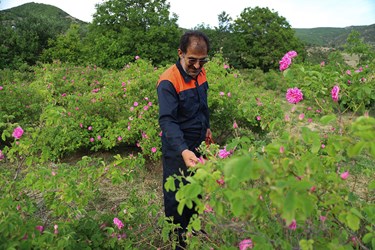 برداشت گل محمدی در