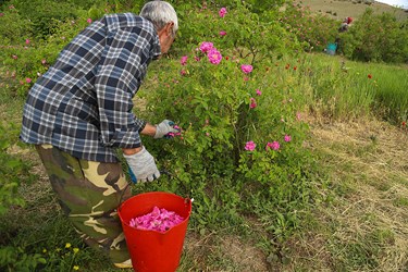 برداشت گل محمدی در