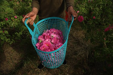 برداشت گل محمدی در