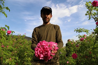 برداشت گل محمدی در