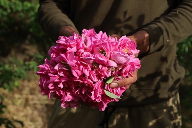 برداشت گل محمدی در