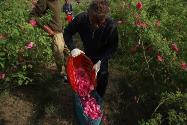 برداشت گل محمدی در