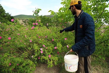 برداشت گل محمدی در