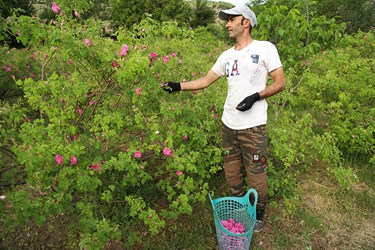 برداشت گل محمدی در