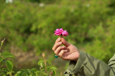 برداشت گل محمدی در