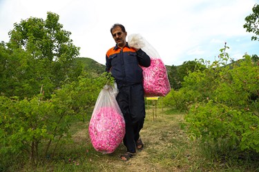 برداشت گل محمدی در