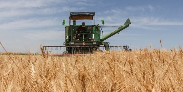 230 هزارتن گندم در دهلران تولید شد