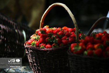 Strawberry Festival Held in Western Iran