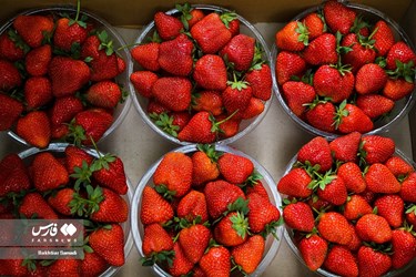 Strawberry Festival Held in Western Iran