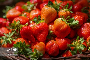 Strawberry Festival Held in Western Iran