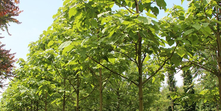 کاشت و توسعه گونه غیربومی درخت «پائولونیا» پیگرد قانونی دارد